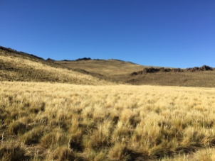 Patagonian Grasslands