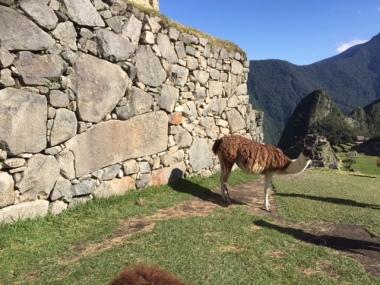 Noch ein Lama in den Ruinen