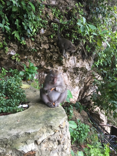 Typisch für Bali, gierige Affenbande