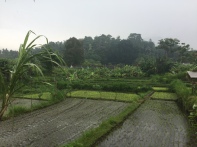 Die Reisterassen im Regen